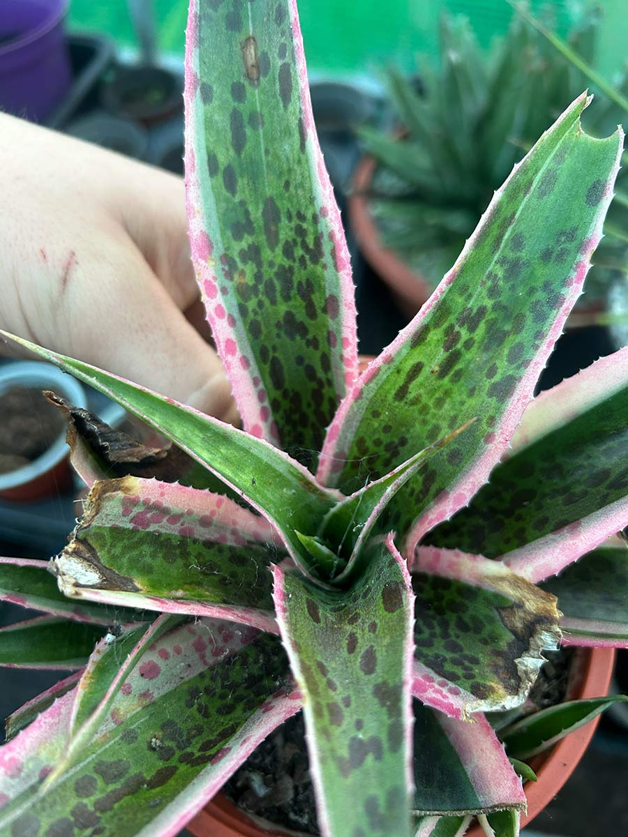 Mangave Snow Leopard