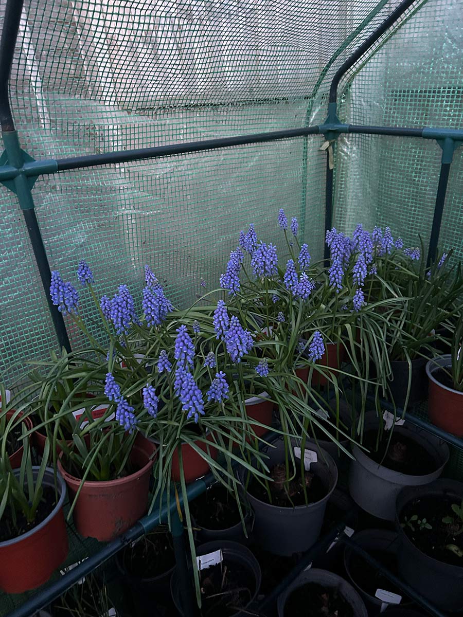 Muscari armeniacum