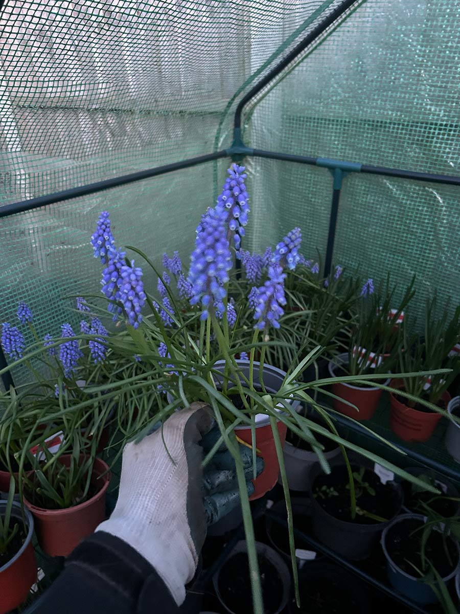 Muscari armeniacum