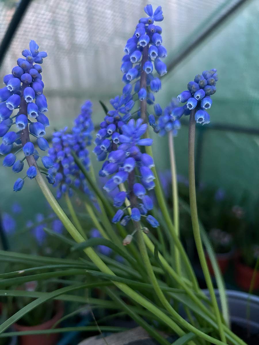 Muscari armeniacum
