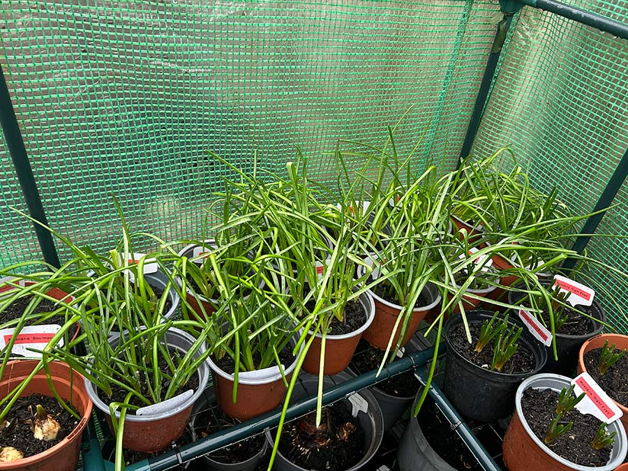Muscari armeniacum