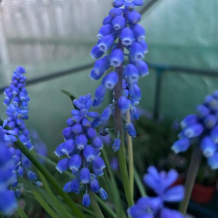 Muscari armeniacum