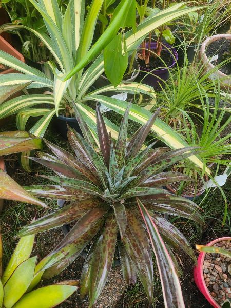 Mangave Pineapple Express