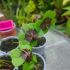 Oxalis 'Iron Cross'
