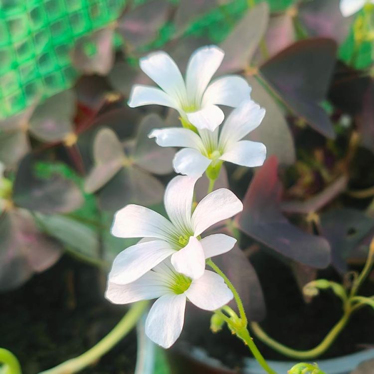 Oxalis triangularis