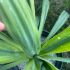 Beschoneria yuccoides