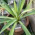 Beschoneria yuccoides 'Flamingo Glow'