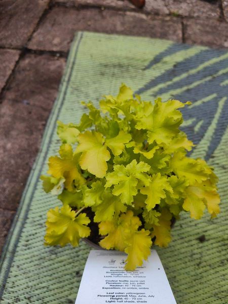 Heuchera 'Lime Marmalade'