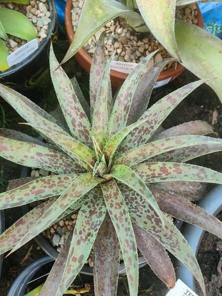 Mangave 'Pineapple Express'