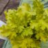 Heuchera 'Lime Marmalade'