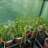 Muscari armeniacum