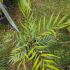 Mahonia soft caress