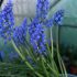Muscari armeniacum