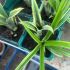 Billbergia nutans V