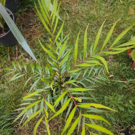 wp-content/uploads/Mahonia-soft-caress-02.jpg