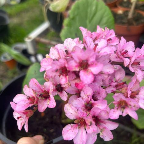 wp-content/uploads/berginia-cordiflora-03.jpg