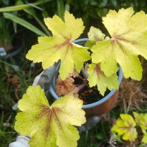 Heucherella 'Art Nouveau'