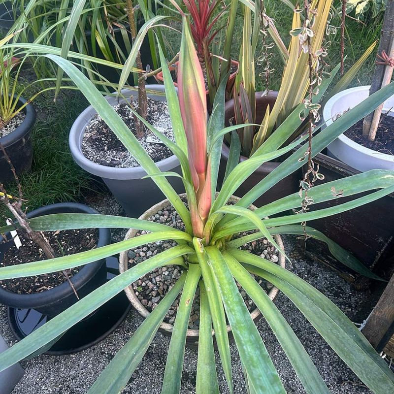 Beschoneria yuccoides