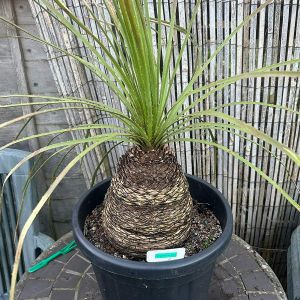 Dasylirion serratifolium