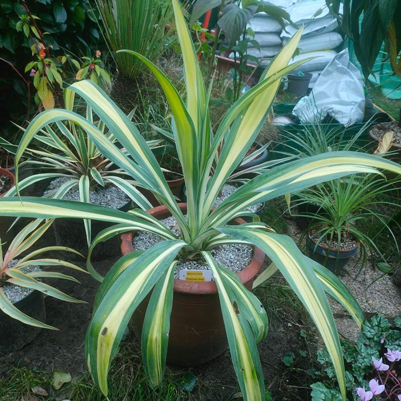 Beschoneria yuccoides 'Flamingo Glow'