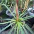 Beschoneria yuccoides