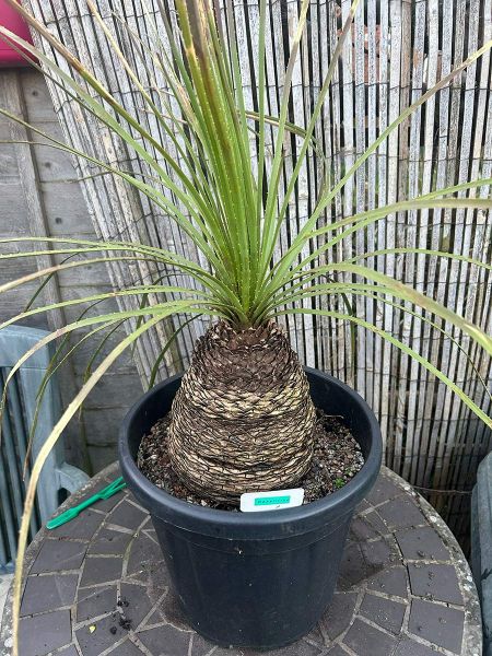 Dasylirion serratifolium