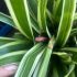 Billbergia nutans V