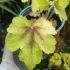 Heucherella 'Art Nouveau'
