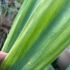 Beschoneria yuccoides