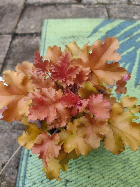 Heuchera 'Marmalade'