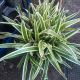 Billbergia nutans V