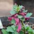 Corydalis solida 'Purple Bird'