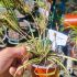 Carex Evergold