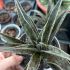 Mangave Pineapple Express
