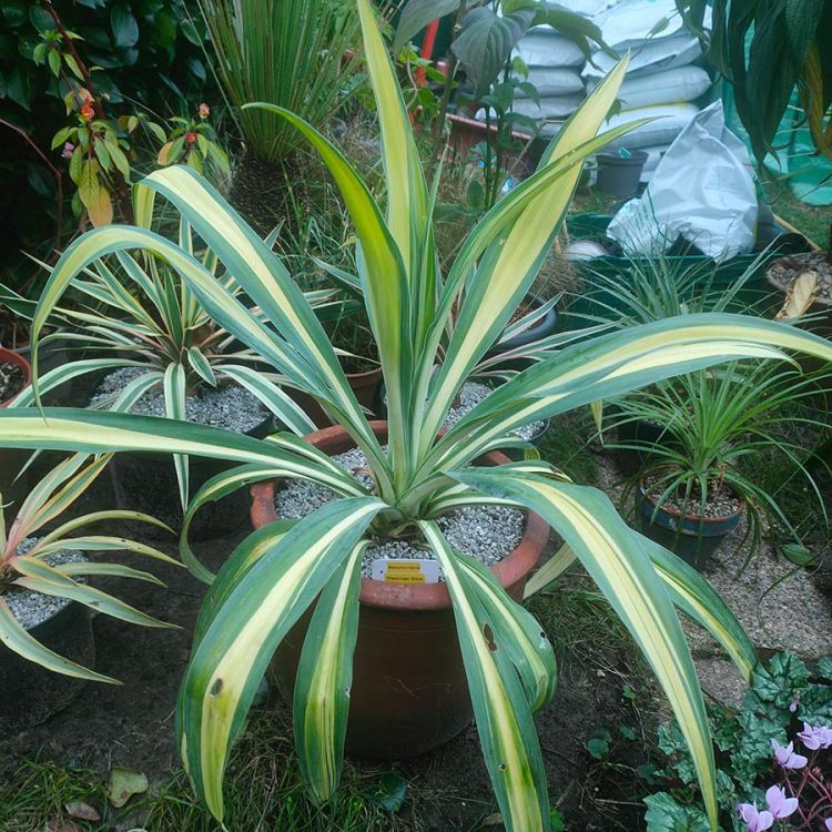 Beschoneria yuccoides 'Flamingo Glow'