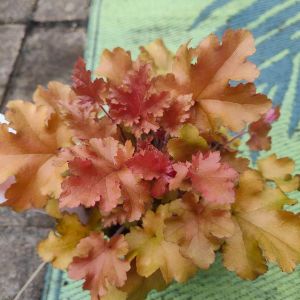 Heuchera 'Marmalade'