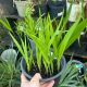 Crocosmia Lucifer