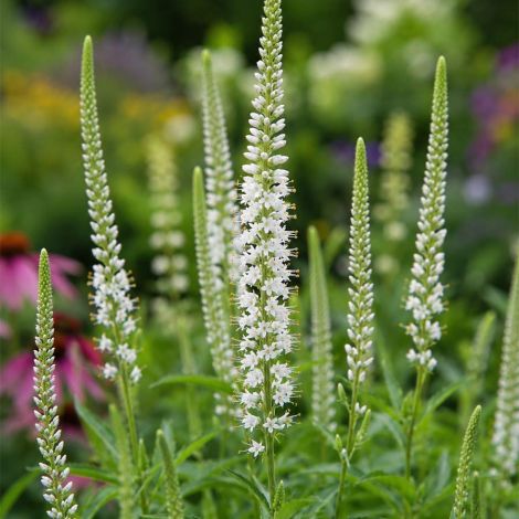 wp-content/uploads/Veronicastrum-virginicum-Album-01.jpg