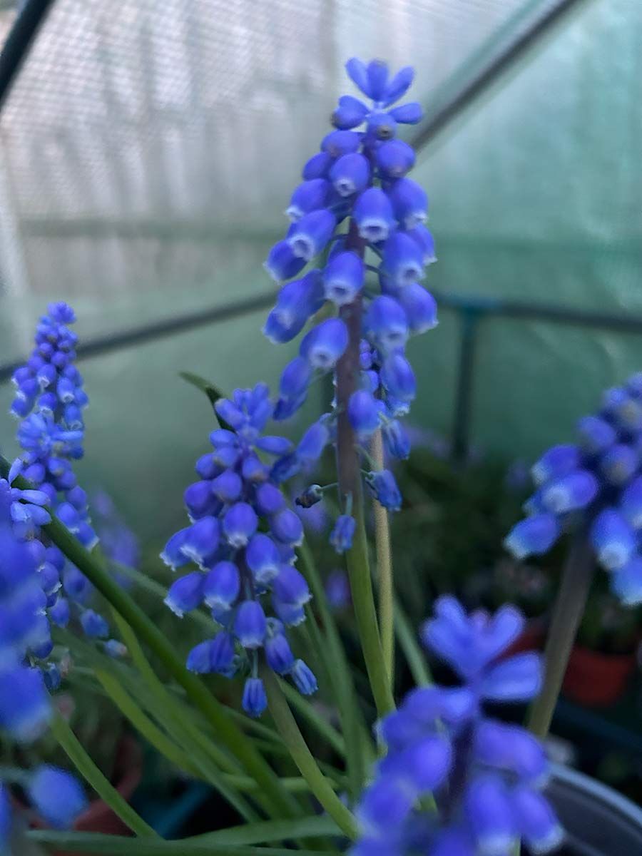 Muscari armeniacum