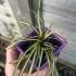 Carex Evergold