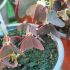 Oxalis triangularis