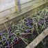 Carex Evergold