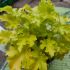 Heuchera 'Lime Marmalade'