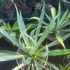 Beschoneria yuccoides