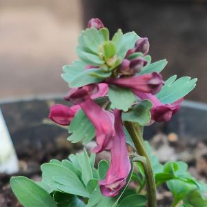 Corydalis solida 'Purple Bird'