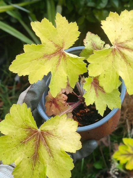 Heucherella 'Art Nouveau'