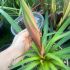 Beschoneria yuccoides