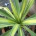 Beschoneria yuccoides 'Flamingo Glow'