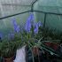 Muscari armeniacum