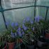 Muscari armeniacum